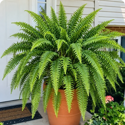 🌿 Glowing Boston Fern - TH