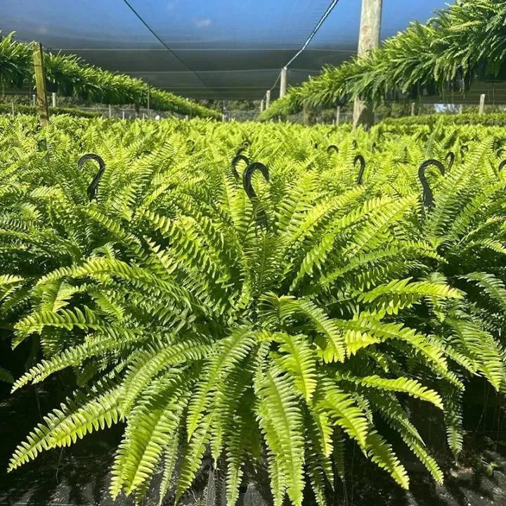 🌿 Glowing Boston Fern - TH