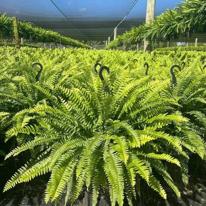 🌿 Glowing Boston Fern - TH