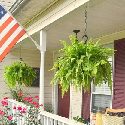 🌿 Glowing Boston Fern - TH