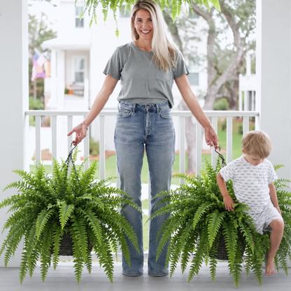 🌿 Glowing Boston Fern - TH